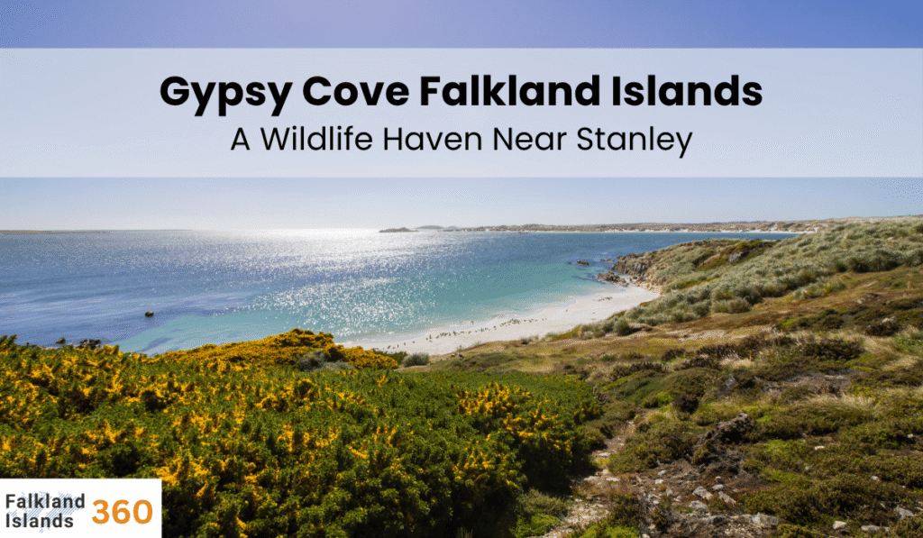 Gypsy Cove Falkland Islands