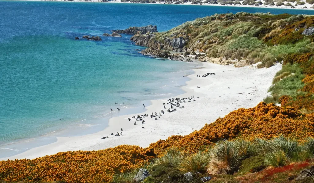 Magellanic penguin colony