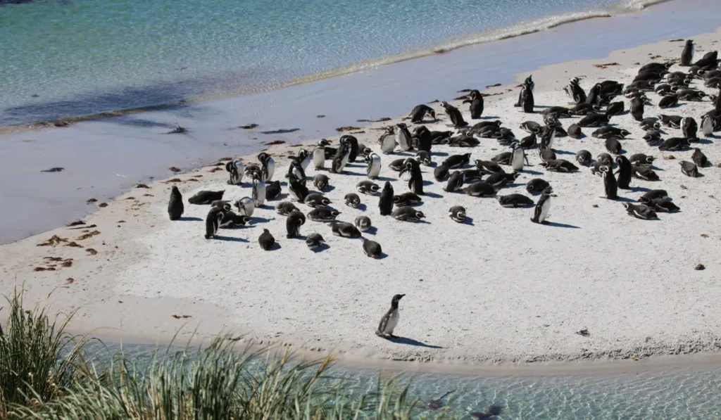Magellanic penguin colony falkland islands