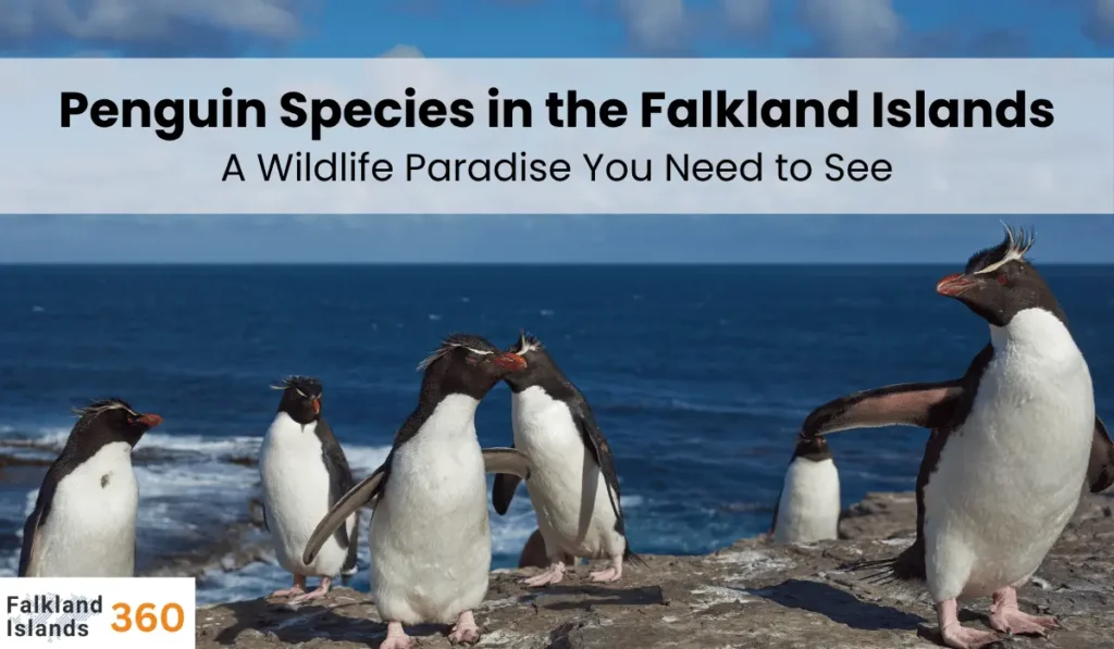Penguin Species in the Falkland Islands