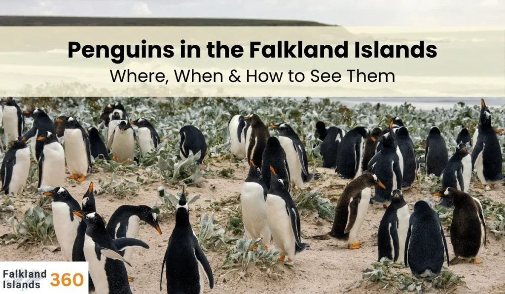 Penguins in the Falkland Islands