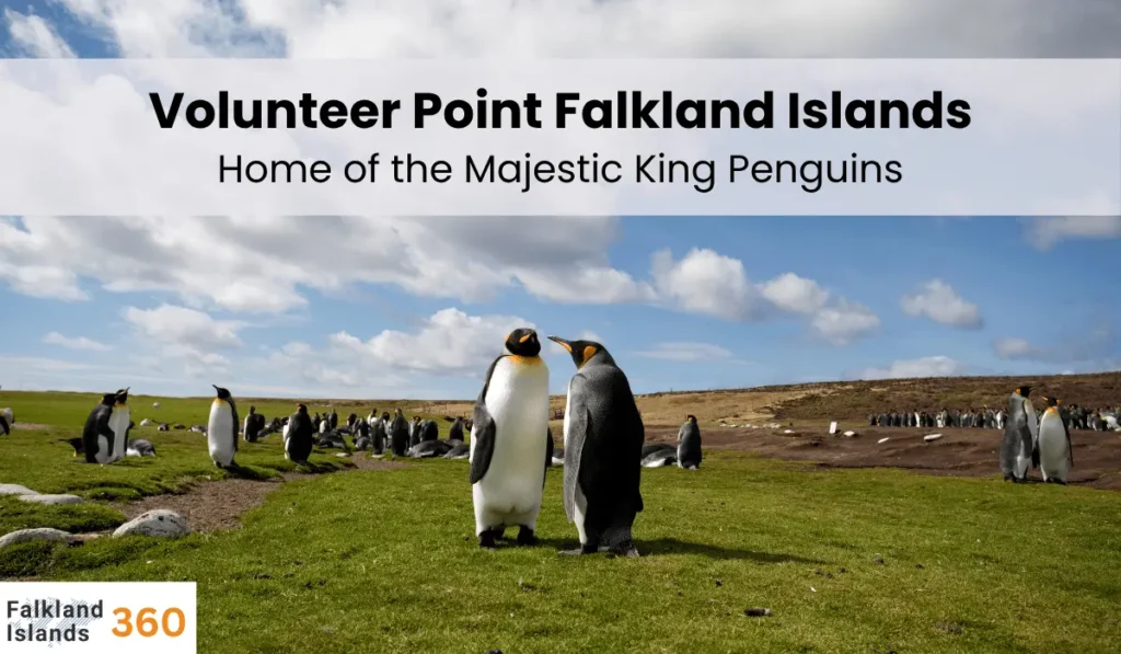 Volunteer Point Falkland Islands: Home of the Majestic King Penguins