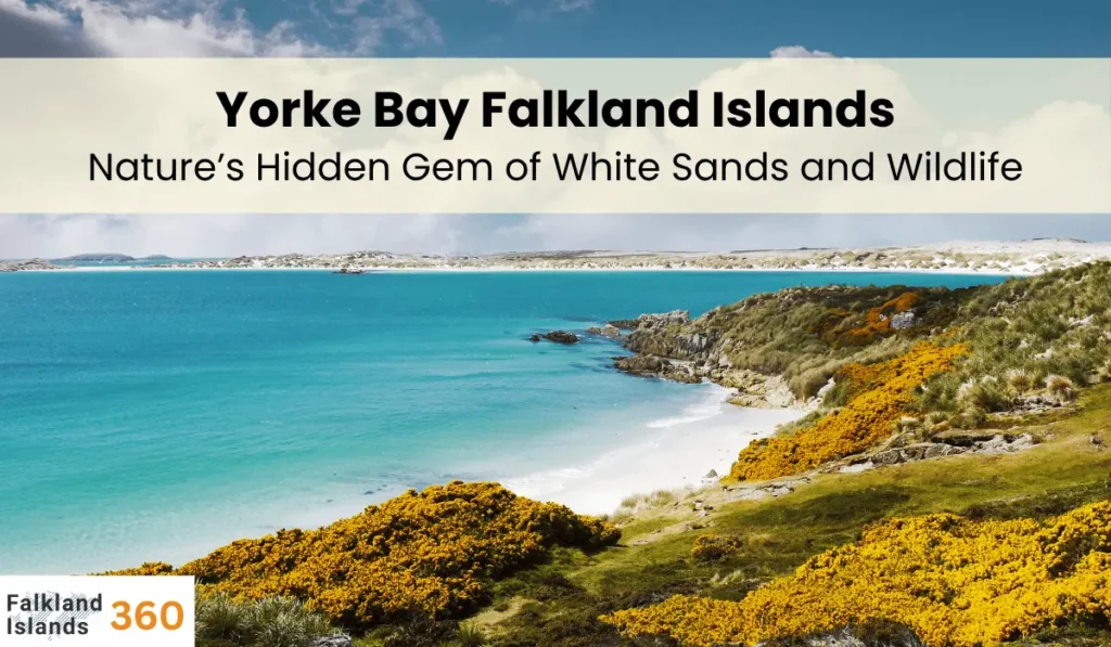 Yorke Bay Falkland Islands