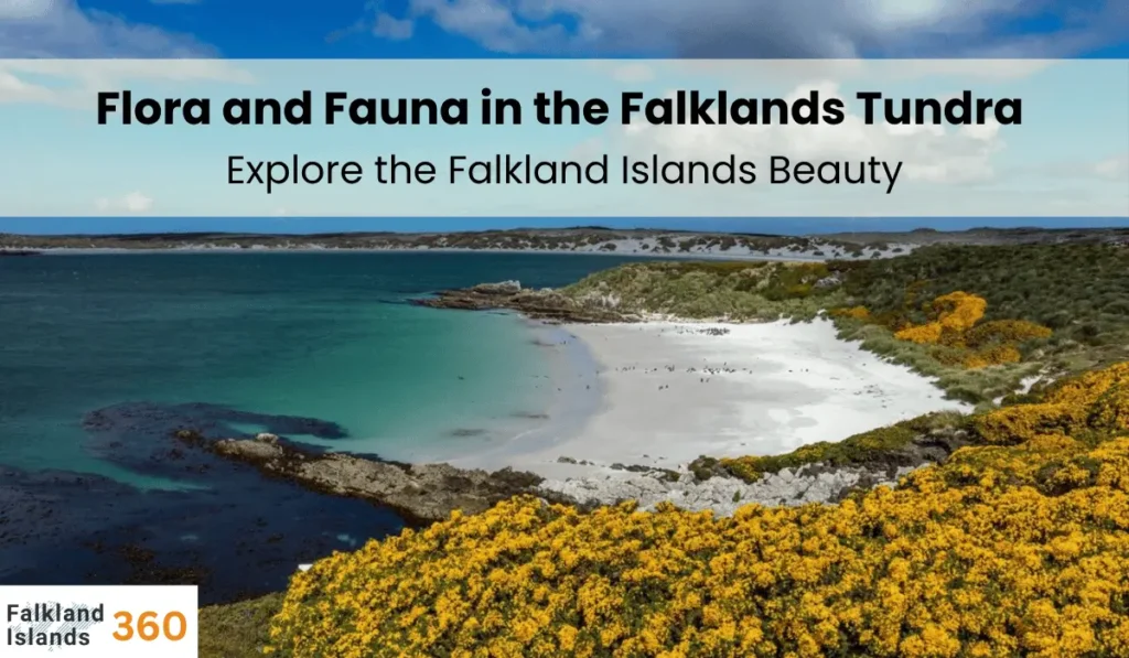Flora and Fauna in the Falklands Tundra