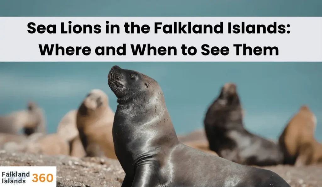 Sea Lions in the Falkland Islands Where and When to See Them